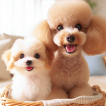 An image illustrating Poodle Miniatura vs Poodle Toy cuál es mejor para tu estilo de vida