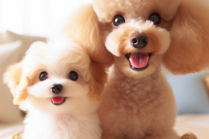 An image illustrating Poodle Miniatura vs Poodle Toy cuál es mejor para tu estilo de vida