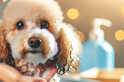 An image illustrating Cómo bañar correctamente a un Poodle sin dañar su piel