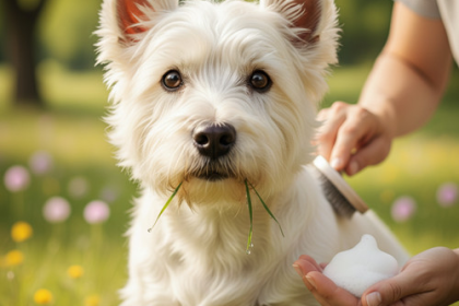 An image illustrating Cómo cuidar el pelaje blanco de un Westie sin dañarlo