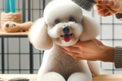 An image illustrating Los mejores cepillos para Poodles en Chile