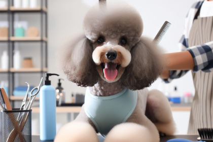 An image illustrating Cómo preparar a tu Poodle para su primera peluquería