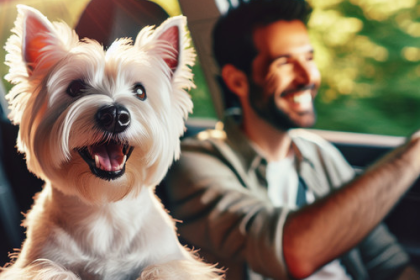 An image illustrating Cómo viajar con tu Westie sin estrés