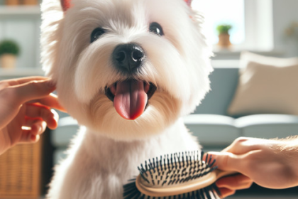 An image illustrating Cómo acostumbrar a tu Westie al cepillado