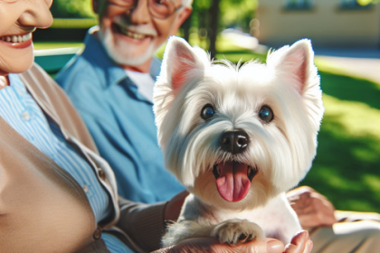 An image illustrating Por qué los Westies son ideales para personas mayores