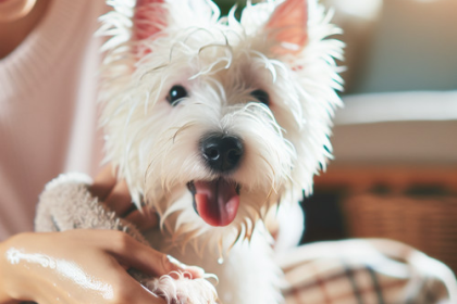 An image illustrating Por qué tu Westie se frota contra ti después de bañarse