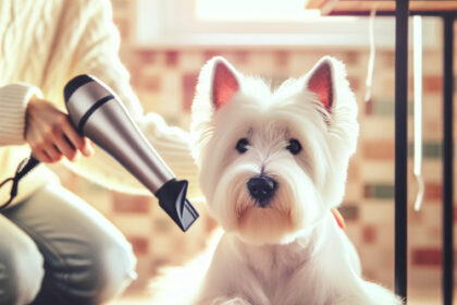 An image illustrating Cómo acostumbrar a tu Westie al sonido del secador