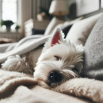 An image illustrating Qué hacer si tu Westie respira raro al dormir