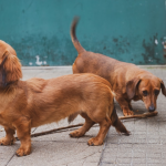 Dachshund pelo largo en vereda - rampa para cama y cuidado de espalda en Chile