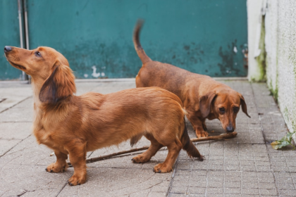 Dachshund pelo largo en vereda - rampa para cama y cuidado de espalda en Chile