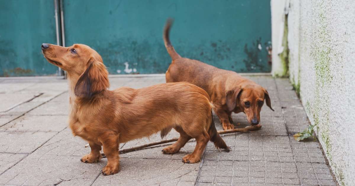 Dachshund pelo largo en vereda - rampa para cama y cuidado de espalda en Chile