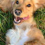 Cocker Spaniel acostado relajado - seguros veterinarios para mascotas en Chile