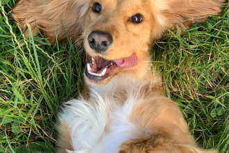 Cocker Spaniel acostado relajado - seguros veterinarios para mascotas en Chile