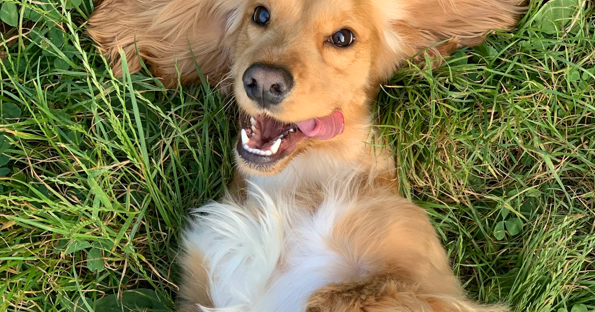 Cocker Spaniel acostado relajado - seguros veterinarios para mascotas en Chile