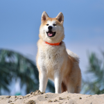 Akita — entrenarizycola.cl