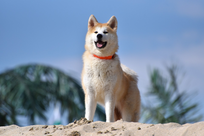 Akita — entrenarizycola.cl