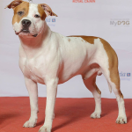 American Staffordshire — entrenarizycola.cl