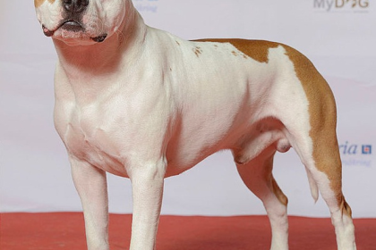 American Staffordshire — entrenarizycola.cl