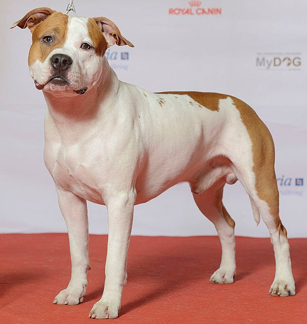 American Staffordshire — entrenarizycola.cl