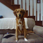 Beagle — entrenarizycola.cl