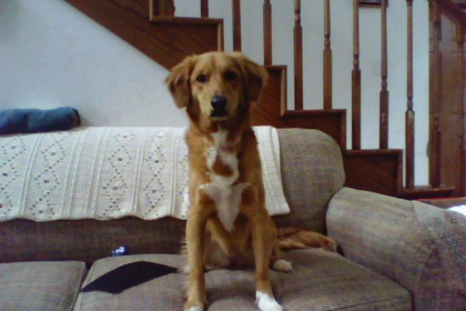 Beagle — entrenarizycola.cl
