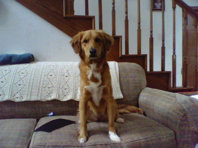 Beagle — entrenarizycola.cl
