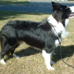 Border Collie — entrenarizycola.cl