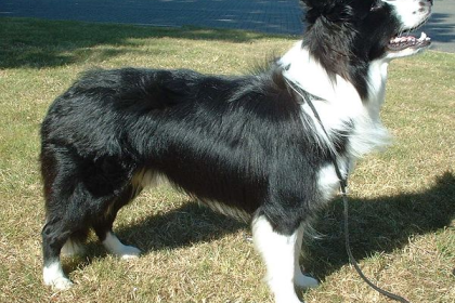 Border Collie — entrenarizycola.cl