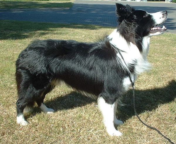 Border Collie — entrenarizycola.cl