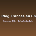 Bulldog Frances en Chile