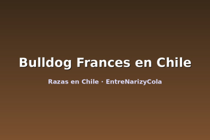 Bulldog Frances en Chile