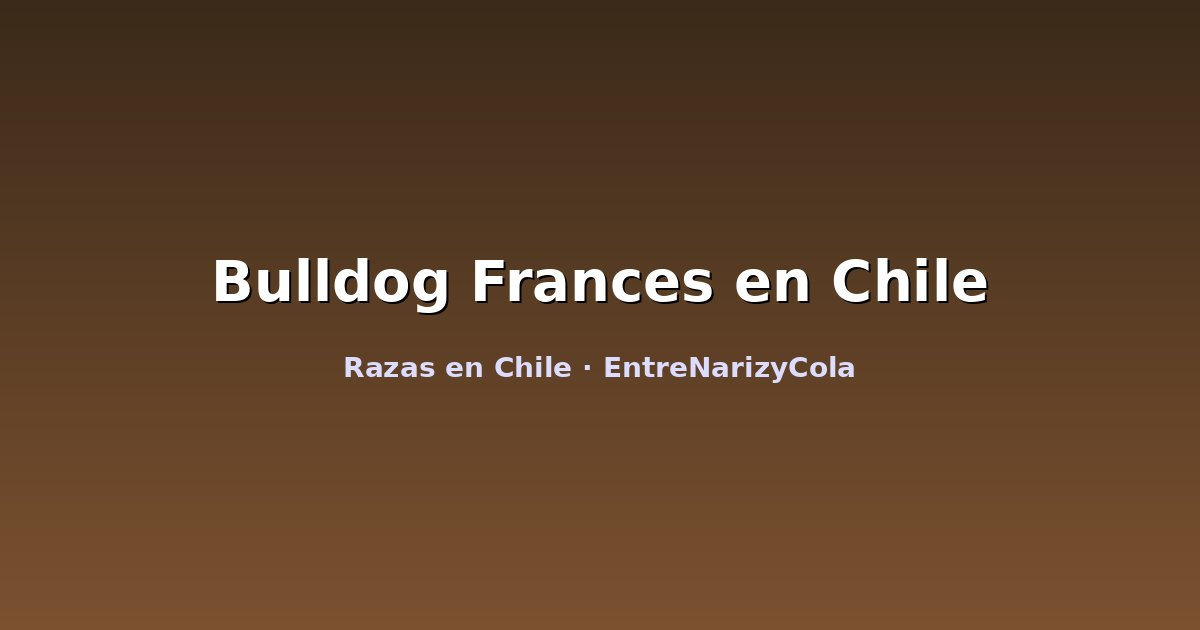 Bulldog Frances en Chile