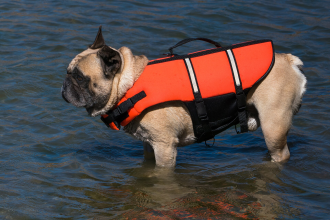 Bulldog Frances — entrenarizycola.cl