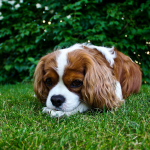 Cavalier — entrenarizycola.cl