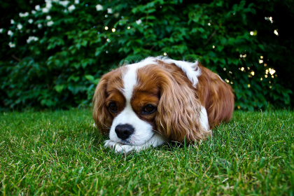 Cavalier — entrenarizycola.cl