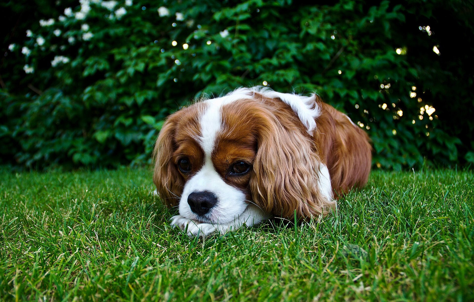 Cavalier — entrenarizycola.cl