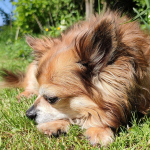 Chihuahua — entrenarizycola.cl