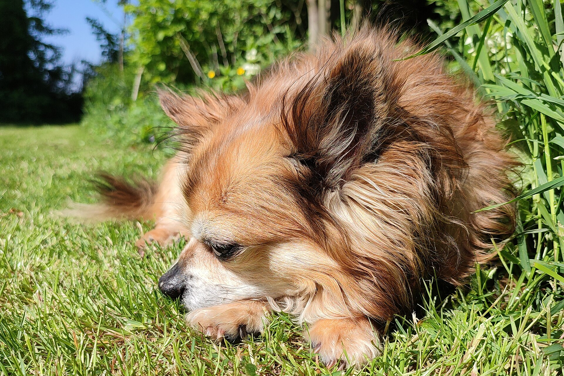 Chihuahua — entrenarizycola.cl