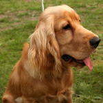 Cocker Spaniel — entrenarizycola.cl