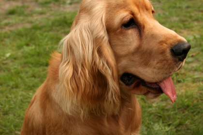 Cocker Spaniel — entrenarizycola.cl