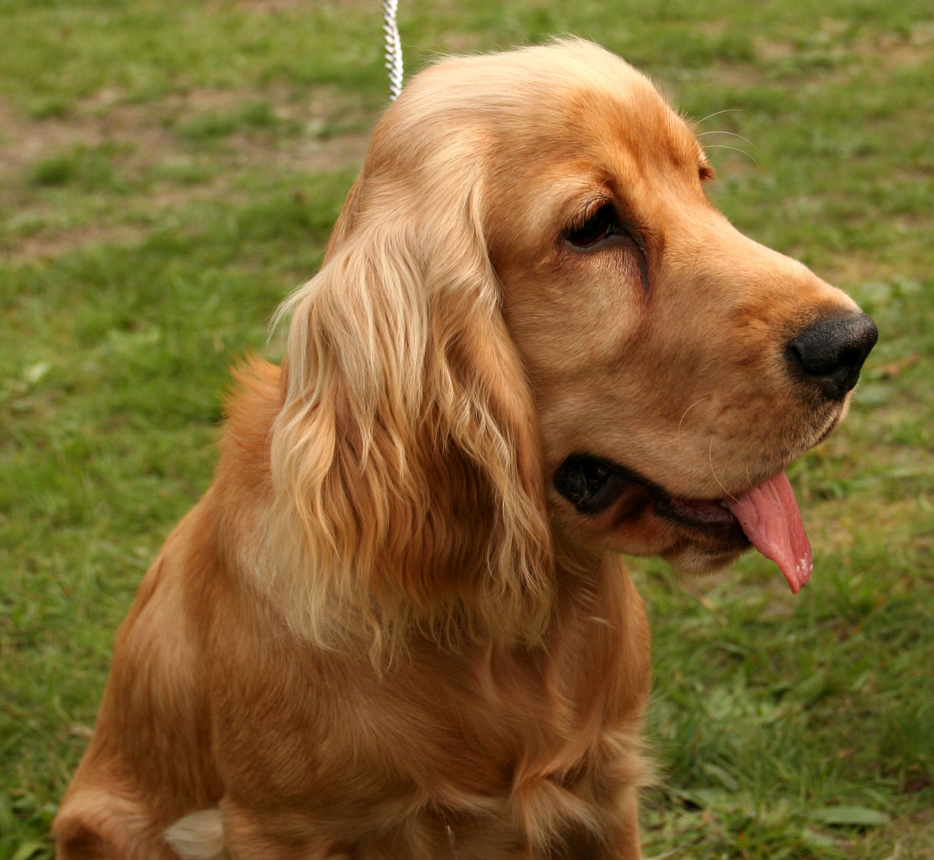 Cocker Spaniel — entrenarizycola.cl