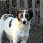 Perro blanco y marron en refugio canino - criaderos vs adopcion en Chile