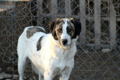 Perro blanco y marron en refugio canino - criaderos vs adopcion en Chile