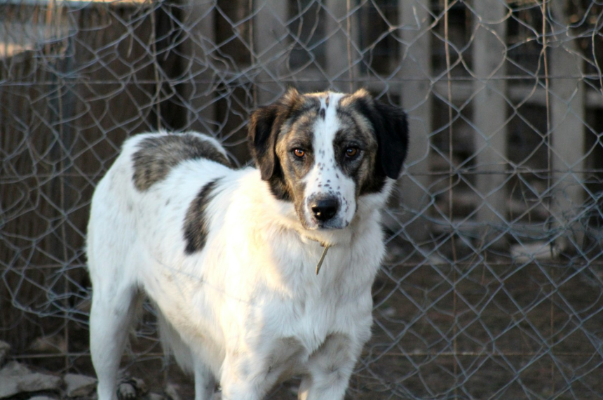 Perro blanco y marron en refugio canino - criaderos vs adopcion en Chile