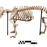 Dachshund — entrenarizycola.cl