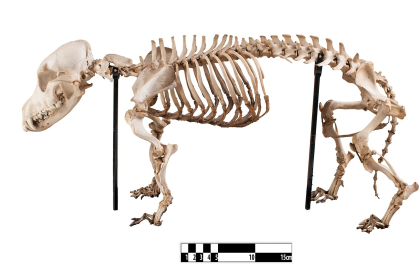 Dachshund — entrenarizycola.cl