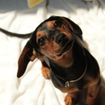 Cachorro Dachshund mirando hacia arriba - guia hernia discal IVDD en Chile