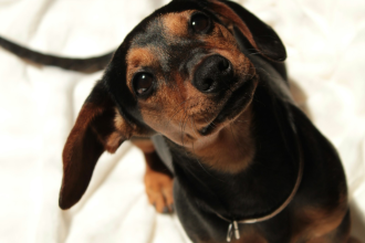 Cachorro Dachshund mirando hacia arriba - guia hernia discal IVDD en Chile