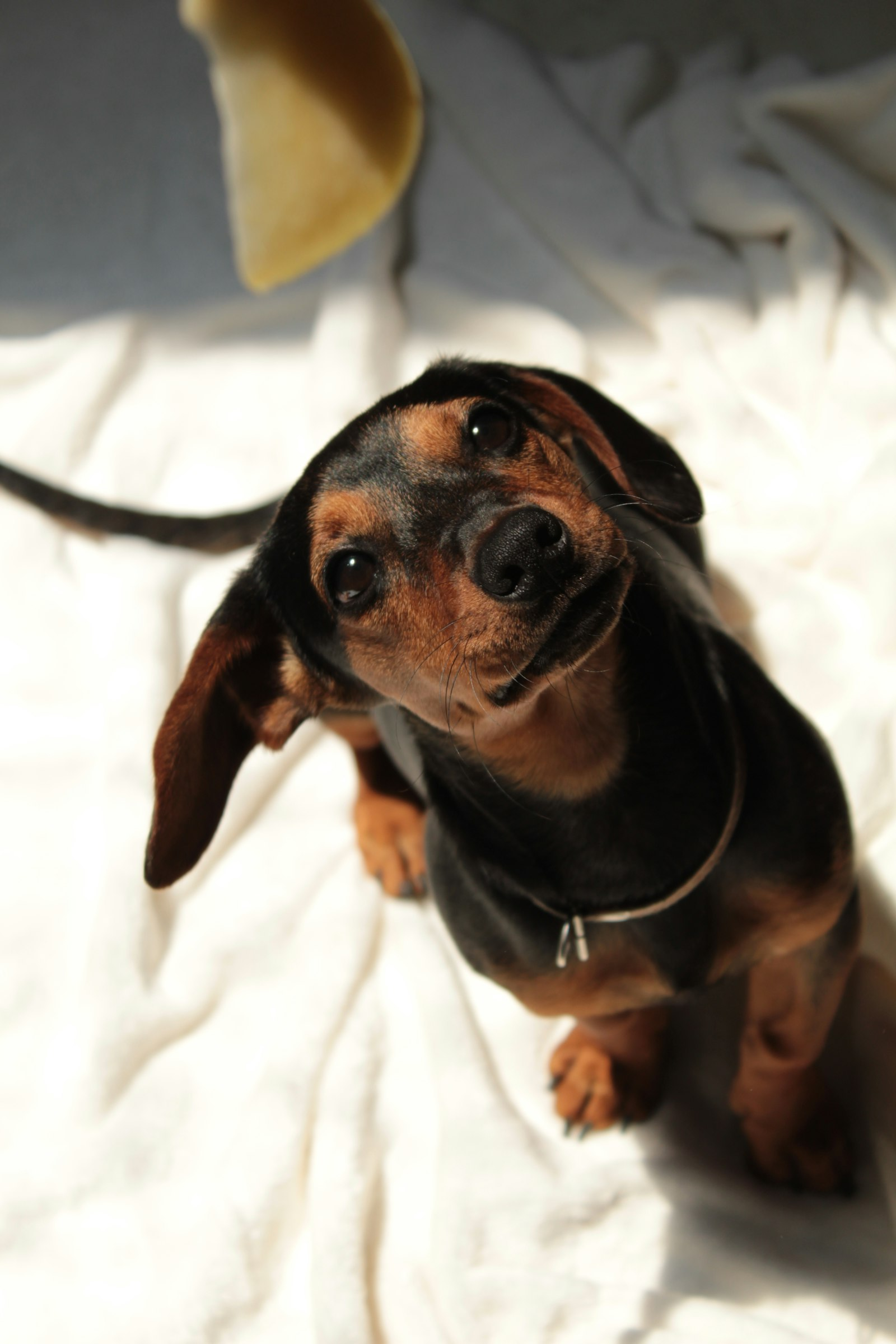 Cachorro Dachshund mirando hacia arriba - guia hernia discal IVDD en Chile