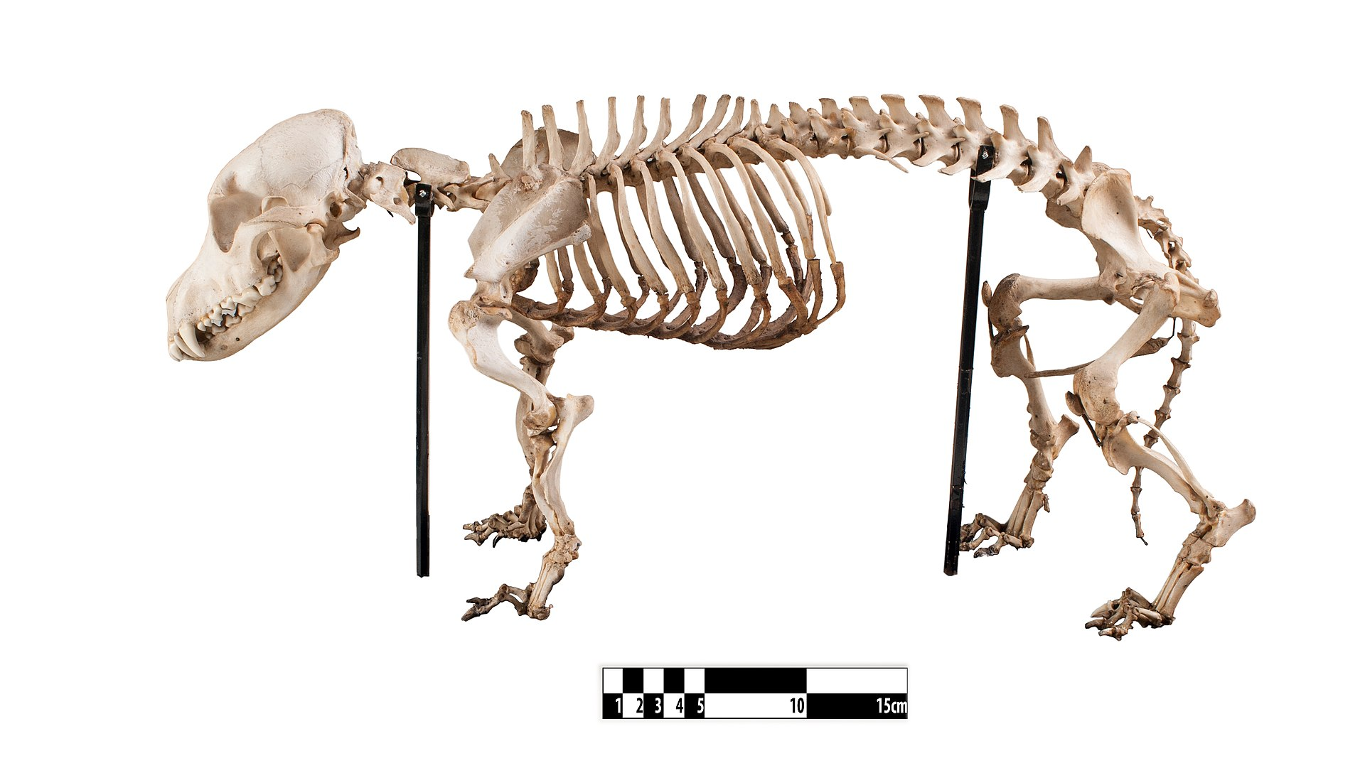Dachshund — entrenarizycola.cl